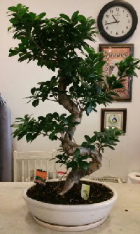 100 cm yksekliinde dev bonsai japon aac  el iek online iek siparii 
