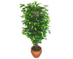 Ficus Benjamin 1,50 cm   el iekiler 