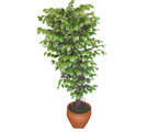 Ficus zel Starlight 1,75 cm   el hediye iek yolla 