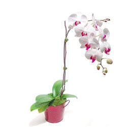  el kaliteli taze ve ucuz iekler  Saksida orkide