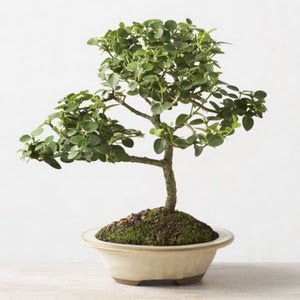 ithal bonsai saksi iegi  el iek siparii vermek 