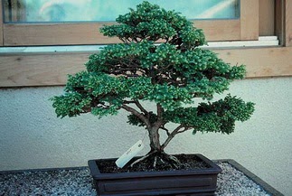 ithal bonsai saksi iegi  el internetten iek sat 