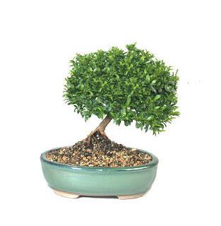 ithal bonsai saksi iegi  el ieki maazas 