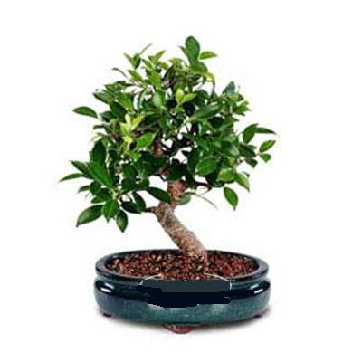 ithal bonsai saksi iegi  el iek yolla 