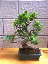 ithal bonsai saksi iegi  el internetten iek siparii 