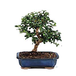  el iek siparii sitesi  ithal bonsai saksi iegi  el internetten iek sat 