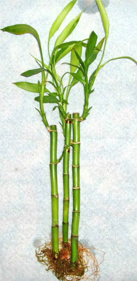 Lucky Bamboo 3 adet vazo hediye edilir   el hediye iek yolla 