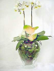  el yurtii ve yurtd iek siparii  Cam yada mika vazoda zel orkideler