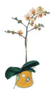 el ucuz iek gnder  Phalaenopsis Orkide ithal kalite