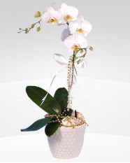 1 dall orkide saks iei  el anneler gn iek yolla 