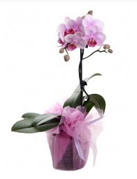 1 dal pembe orkide saks iei  el cicekciler , cicek siparisi 