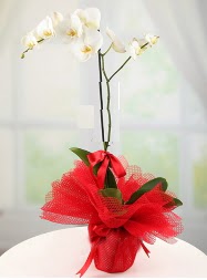 1 dal beyaz orkide saks iei  el 14 ubat sevgililer gn iek 