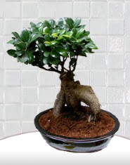 saks iei japon aac bonsai  el cicekciler , cicek siparisi 
