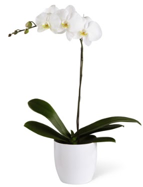 1 dall beyaz orkide  el internetten iek sat 
