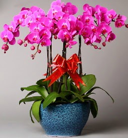 7 dall mor orkide  el iek siparii vermek 