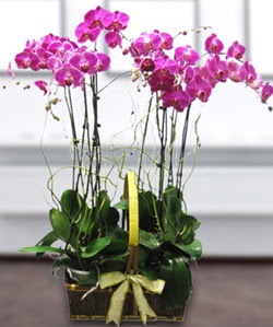 4 dall mor orkide  el uluslararas iek gnderme 