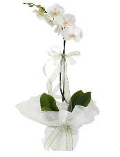 1 dal beyaz orkide iei  el iek , ieki , iekilik 