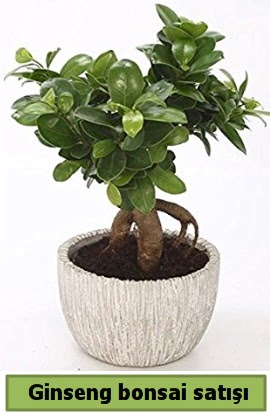 Ginseng bonsai japon aac sat  el gvenli kaliteli hzl iek 