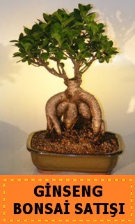 Ginseng bonsai sat japon aac  el hediye iek yolla 