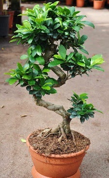 Orta boy bonsai saks bitkisi  el iek sat 