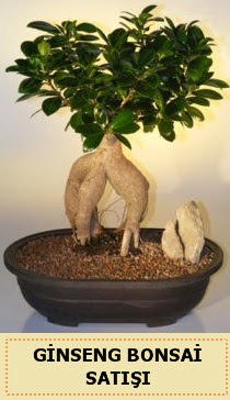 thal Ginseng bonsai sat japon aac  el iek yolla 