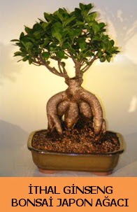 thal japon aac ginseng bonsai sat  el iek online iek siparii 