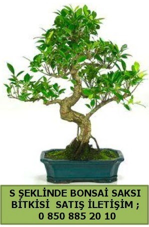 thal S eklinde dal erilii bonsai sat  el kaliteli taze ve ucuz iekler 