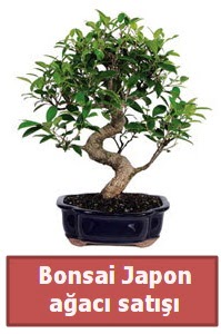 Japon aac bonsai sat  el iek yolla 