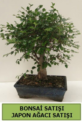 Minyatr bonsai japon aac sat  el iek servisi , ieki adresleri 