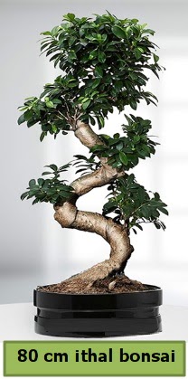 80 cm zel saksda bonsai bitkisi  el gvenli kaliteli hzl iek 