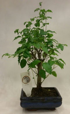 Minyatr bonsai japon aac sat  el gvenli kaliteli hzl iek 