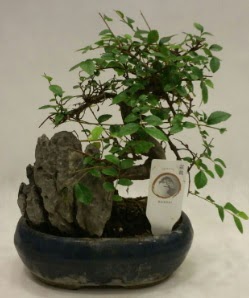thal 1.ci kalite bonsai japon aac  el yurtii ve yurtd iek siparii 