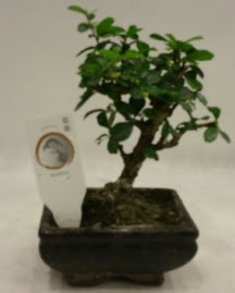Kk minyatr bonsai japon aac  el kaliteli taze ve ucuz iekler 