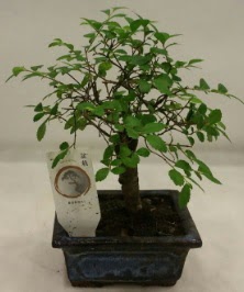 Minyatr ithal japon aac bonsai bitkisi  el yurtii ve yurtd iek siparii 