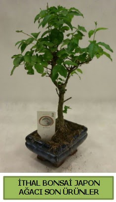 thal bonsai japon aac bitkisi  el internetten iek siparii 