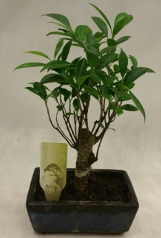 Japon aac bonsai bitkisi sat  el gvenli kaliteli hzl iek 