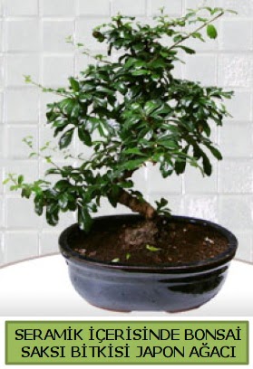 Seramik vazoda bonsai japon aac bitkisi  el iek yolla 