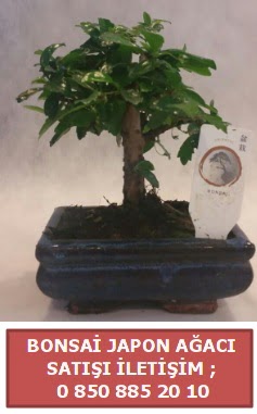 Japon aac minyar bonsai sat  el yurtii ve yurtd iek siparii 