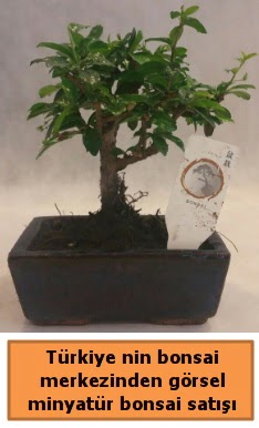 Japon aac bonsai sat ithal grsel  el iek maazas , ieki adresleri 