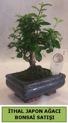 thal japon aac bonsai bitkisi sat  el gvenli kaliteli hzl iek 