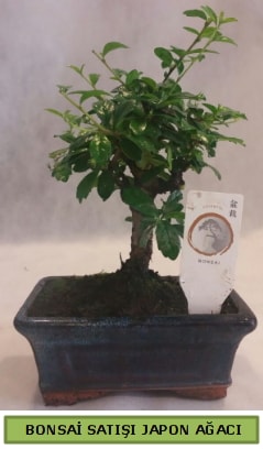 Minyatr bonsai aac sat  el kaliteli taze ve ucuz iekler 