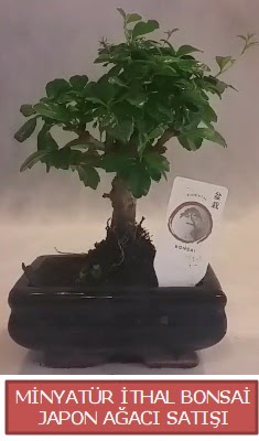 Kk grsel bonsai japon aac bitkisi  el online ieki , iek siparii 