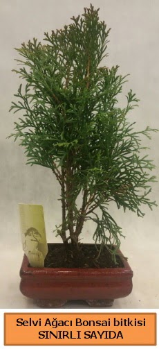 Selvi aac bonsai japon aac bitkisi  el yurtii ve yurtd iek siparii 