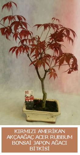 Amerikan akaaa Acer Rubrum bonsai  el iek siparii sitesi 