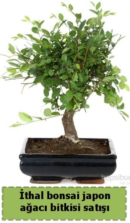 thal bonsai saks iei Japon aac sat  el iek online iek siparii 