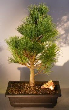 am aac japon aac bitkisi bonsai  el gvenli kaliteli hzl iek 