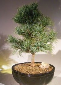 am aac bonsai bitkisi sat  el iek yolla , iek gnder , ieki  