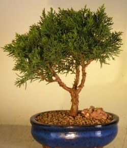 Servi am bonsai japon aac bitkisi  el iek maazas , ieki adresleri 
