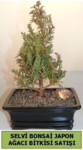 Selvi am japon aac bitkisi bonsai  el gvenli kaliteli hzl iek 