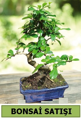 am bonsai japon aac sat  el yurtii ve yurtd iek siparii 